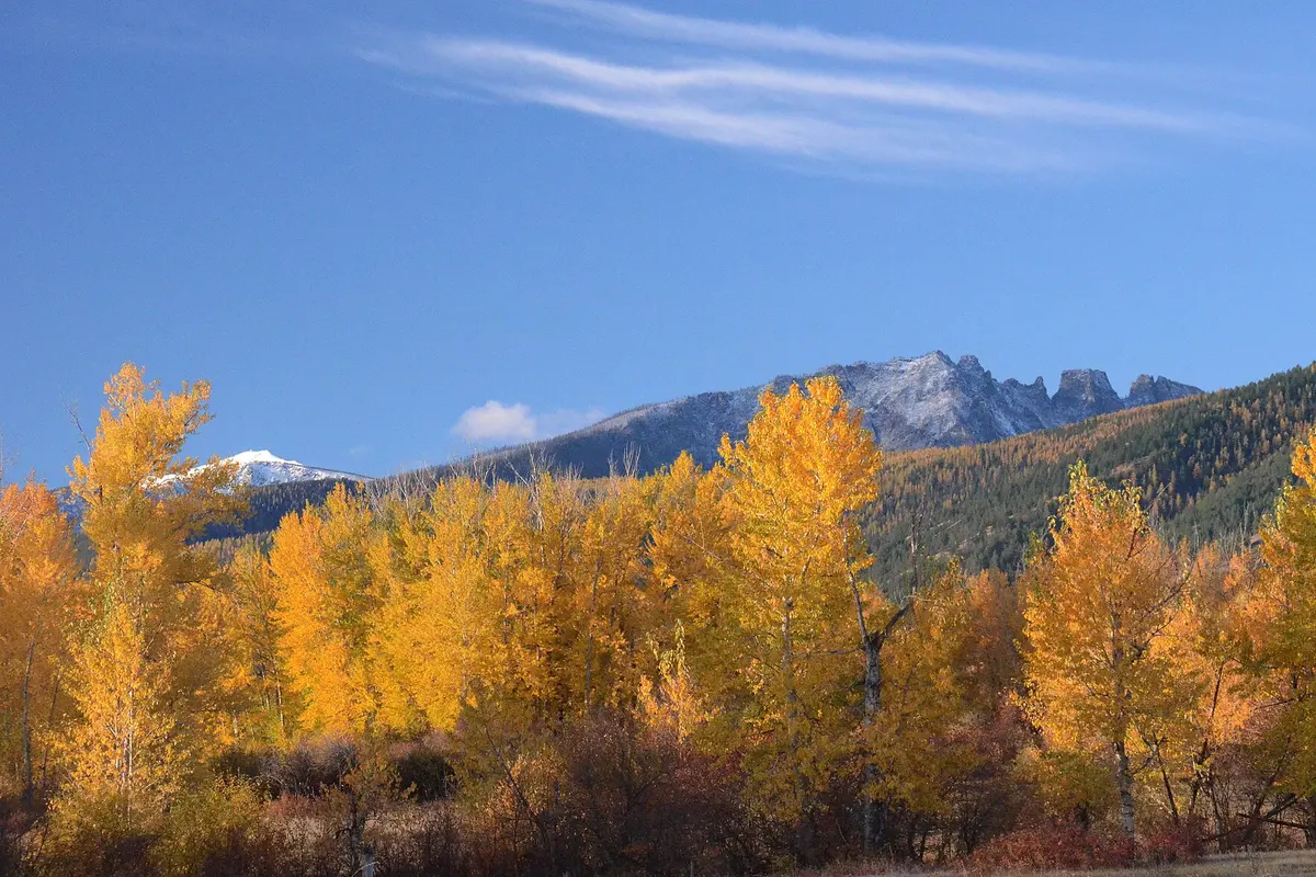 Golden cottonwoods in fall color along the Bitterroot Mountains near Florence, Montana.