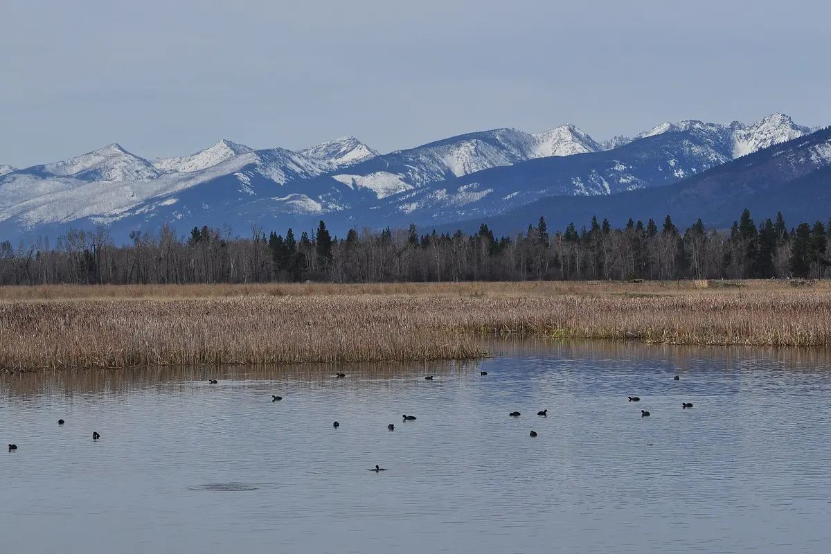 Open water and marsh at the Lee Metcalf National Wildlife Refuge outside Stevensville, Montana, with the snow-capped Bitterroot Mountains behind.