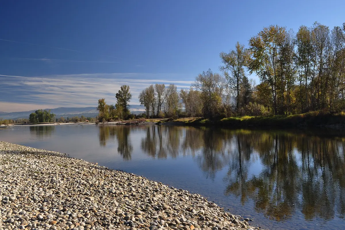 A quiet bend of the Bitterroot River near Victor, Montana, with a gravel bar in the foreground and cottonwoods along the far bank.